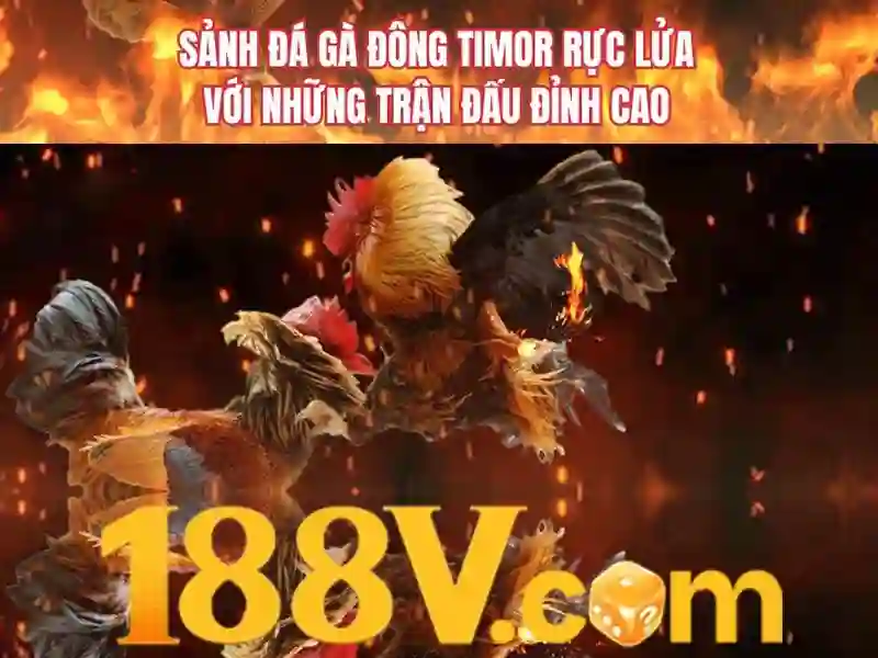 Trải nghiệm người dùng và phản hồi